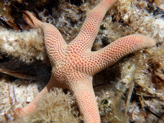 Pseudonepanthia troughtoni