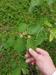 Grewia latifolia