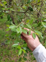 Petalostigma pubescens