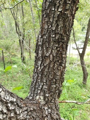 Petalostigma pubescens