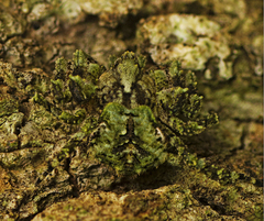 Stephanopis carcinoides