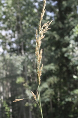 Arctagrostis arundinacea