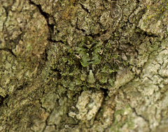 Stephanopis carcinoides