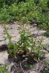 Berkheya maritima
