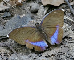 Euphaedra harpalyce harpalyce