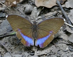 Euphaedra harpalyce harpalyce