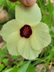 Hibiscus vitifolius