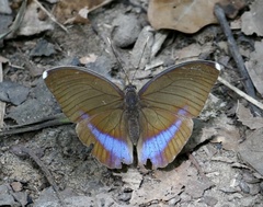 Euphaedra harpalyce harpalyce