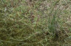 Thamnophis sirtalis tetrataenia
