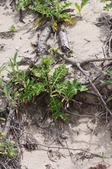 Berkheya maritima