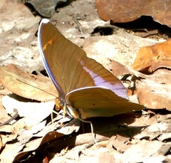 Euphaedra harpalyce harpalyce