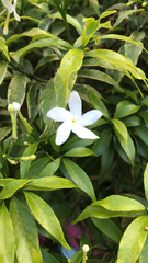 Tabernaemontana divaricata