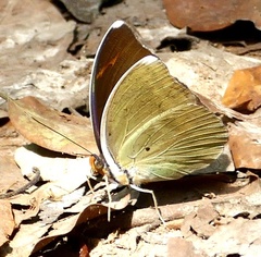 Euphaedra harpalyce harpalyce