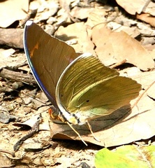 Euphaedra harpalyce harpalyce
