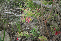 Fuchsia magellanica