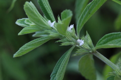 Leucas glabrata