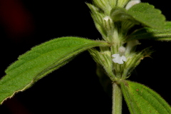 Leucas glabrata