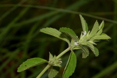 Leucas glabrata
