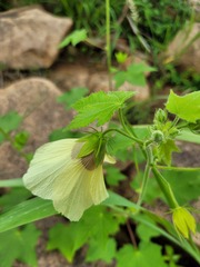 Hibiscus vitifolius