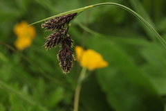 Carex caucasica