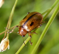 Microsyagrus marshalli