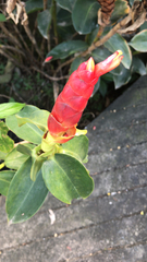 Costus woodsonii