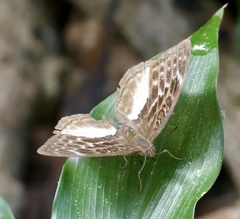 Apectinaria