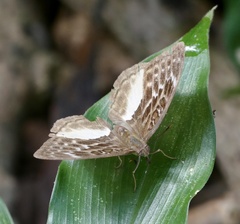 Apectinaria