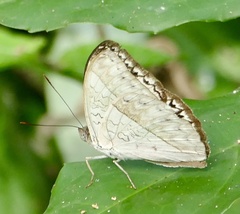 Cymothoe druryi