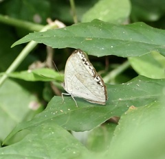 Cymothoe druryi