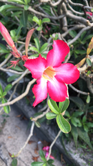 Adenium obesum