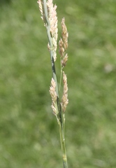 Arctagrostis arundinacea