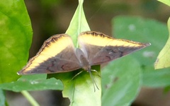 Eurytela dryope dryope