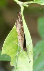 Eurytela dryope dryope