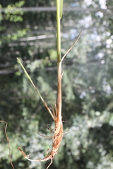 Arctagrostis arundinacea
