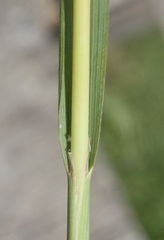 Arctagrostis arundinacea