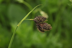 Carex caucasica