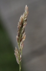 Arctagrostis arundinacea