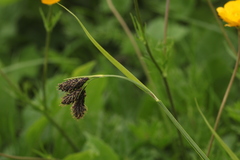 Carex caucasica