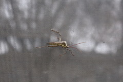 Acanthocephala declivis