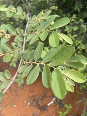 Grewia bicolor