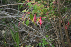 Fuchsia magellanica