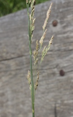 Arctagrostis arundinacea