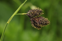Carex caucasica