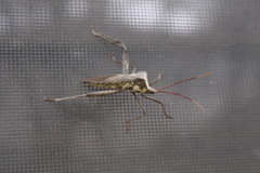 Acanthocephala declivis