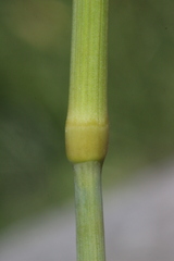 Arctagrostis arundinacea