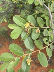 Grewia bicolor