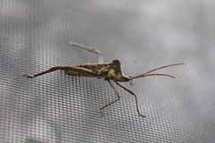 Acanthocephala declivis