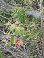 Fuchsia magellanica