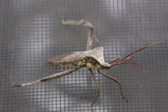 Acanthocephala declivis